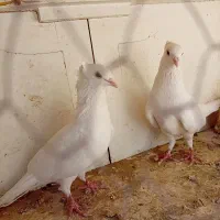 دمگیر سفید ماده