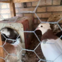 کبوتر طوقی و پاکستانی