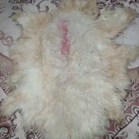 پشم گوسفند