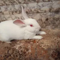 خرگوش