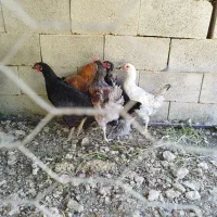 فروش مرغ و خروس محلی