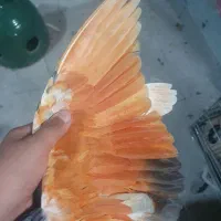 کفتر باخ رفته