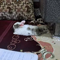 خرگوش|موش و خرگوش|کرمانشاه, |دیوار