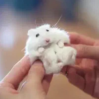 تخصصی ترین مجموعه همستر هانی پت اصفهان