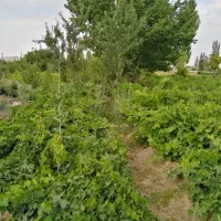 باغ انگور