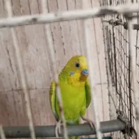 مرغ عشق نر