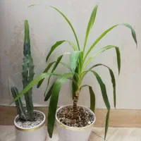 گل طبیعی یوگا و کاکتوس