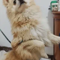 پامرین روباهی