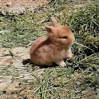 بچه خرگوش