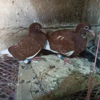 پلاکی