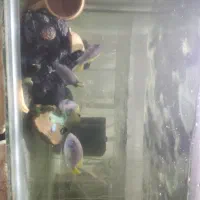 گله افریقایی ایس دم زرد