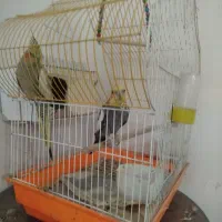 عروس