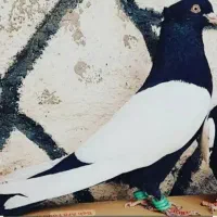 کبوتر