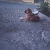 واگزاری سگ ماده قدرجونی