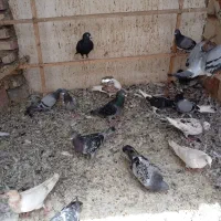 تهرانی و المانی جوانه