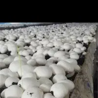 قارچ دکمه ای