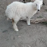 یک عدد بره ماده چاق