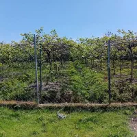 فروش باغ کیوی/2200متر/با محصول بارده/قیمت مناسب