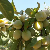 فروش آلو زرد ممتاز اعلا