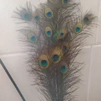 پر طاووس زیبایی بی نقص و نقش زیبا