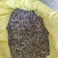 تخمه آفتاب گردان درجه یک