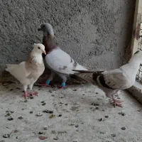 کفتر گرفتنی نر