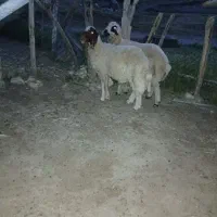 دوتاشک‌۳شیره‌درجه‌یک