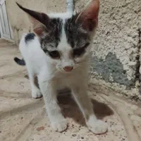 واگذاری رایگان بچه گربه