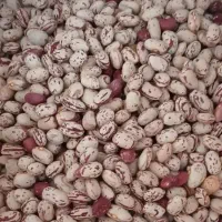 لوبیا چیتی امسال