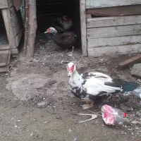 چهار عدد اردک اسرائیلی