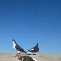 کبوتر ساده جوجه و جفتگاه