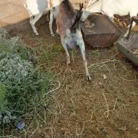 بز سانن
