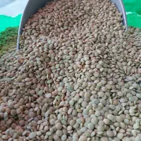 عدس درشت اردبیل