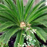 سیکاس|گل و گیاه طبیعی|لاهیجان, گلستان|دیوار