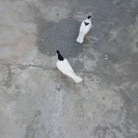 کفتر صده