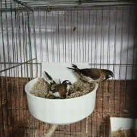 فنچ|پرنده|شیروان (خراسان), |دیوار