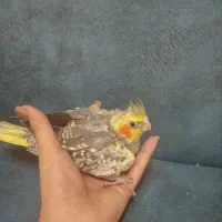 جوجه عروس هلندی