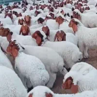 گوسفندزنده