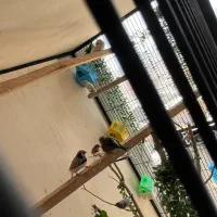 فنچ کینگ و زبرا مولد با جوجه ۱۵۰ تومن