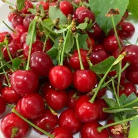فروش آلبالوی مجاری و محلی
