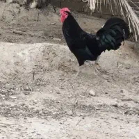 مرغ و خروس سیاه وارداتی