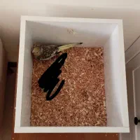 عروس هلندی 2ماهه