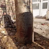 تنه چوب قلمه خشک