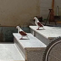 کفتر عتیقه