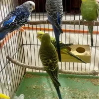 مرغ عشق|پرنده|شیراز, تل حسینآباد|دیوار