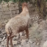 بره|حیوانات مزرعه|شوش, |دیوار