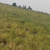 سیاه دانه درجه یک