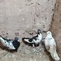 کفتر|پرنده|نیشابور, مازول|دیوار