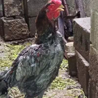 خروس لاری جوان از نسل پر مرغی