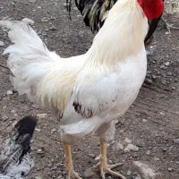 خروس سفید یک ساله برای نگهداری